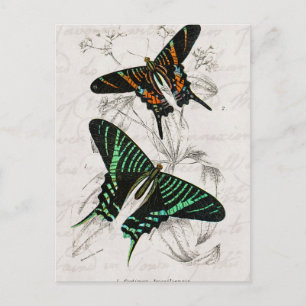Carte Postale Papillons à queue orange verte vintage des années