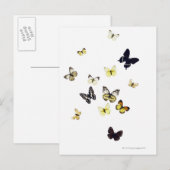 Carte Postale Papillons abattus sur blanc (Devant / Derrière)
