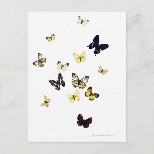 Carte Postale Papillons abattus sur blanc (Devant)