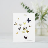 Carte Postale Papillons abattus sur blanc (Debout devant)