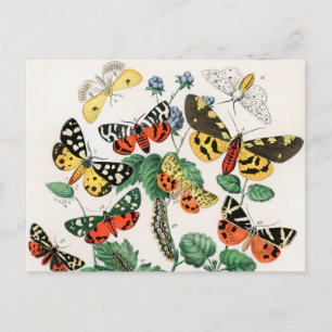 Carte Postale Papillons, Caterpiliers par William Forsell Kirby