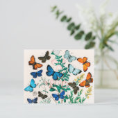 Carte Postale Papillons, Caterpillar, William Forsell Kirby (Debout devant)