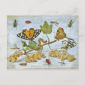 Carte Postale Papillons, chenille et fruits (Devant)