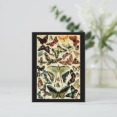 Carte postale Papillons d'Adolphe Millot (Debout devant)