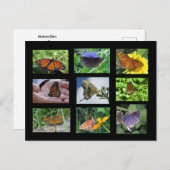 Carte Postale Papillons de Caroline du Sud (Devant / Derrière)