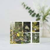 Carte Postale Papillons de Chypre (Debout devant)