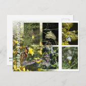 Carte Postale Papillons de Chypre (Devant / Derrière)