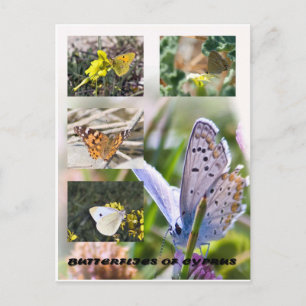Carte Postale Papillons de Chypre