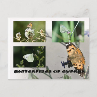 Carte Postale Papillons de Chypre