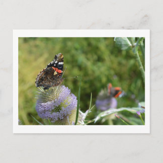 Carte Postale Papillons de l'amiral rouge se nourrissant de card