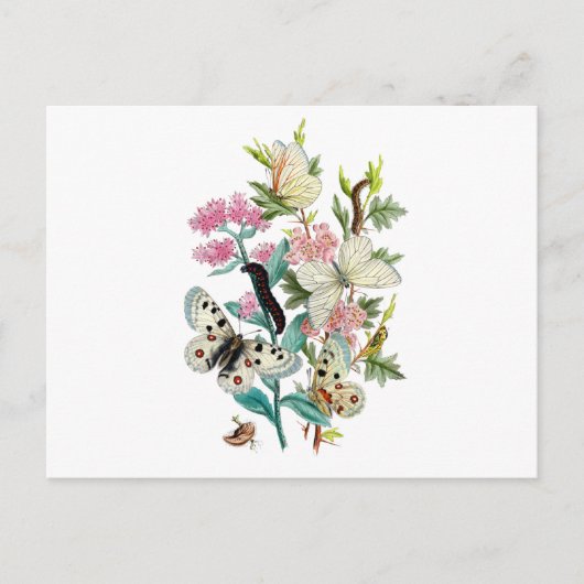 Carte Postale Papillons de l'été (Devant)