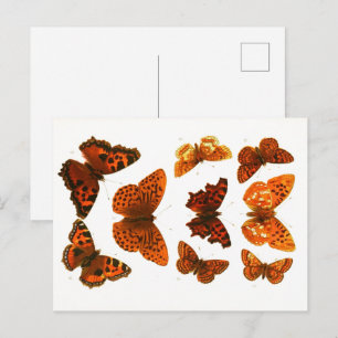 Carte Postale Papillons et Moths de la poste de croquis zoologiq