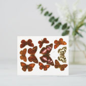 Carte Postale Papillons et Moths de la série Esquisses Zoologiqu (Debout devant)