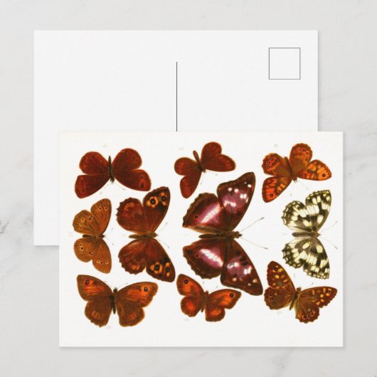 Carte Postale Papillons et Moths de la série Esquisses Zoologiqu (Devant / Derrière)