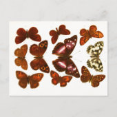 Carte Postale Papillons et Moths de la série Esquisses Zoologiqu (Devant)