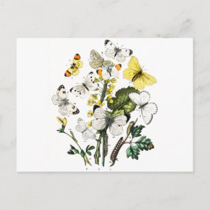 Carte Postale Papillons européens vintages