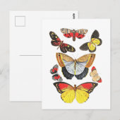 Carte Postale Papillons, Fond Transparent, (Devant / Derrière)