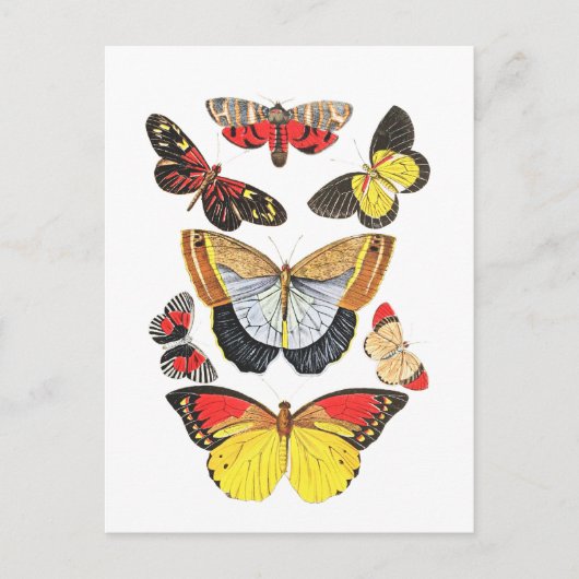 Carte Postale Papillons, Fond Transparent, (Devant)