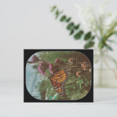 Carte Postale papillons orange  (Debout devant)