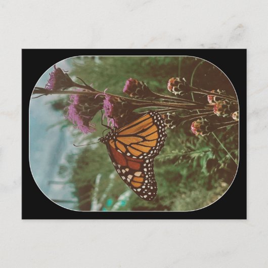 Carte Postale papillons orange  (Devant)