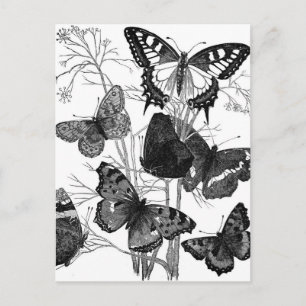Carte Postale Papillons papillon vintage Imprimer