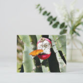 Carte Postale Papillons papillons Cactus (Debout devant)