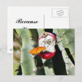 Carte Postale Papillons papillons Cactus (Devant / Derrière)