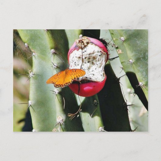 Carte Postale Papillons papillons Cactus (Devant)