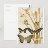 Carte Postale Papillons papillons vintages (Devant / Derrière)