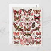 Carte Postale Papillons rose vintage (Devant / Derrière)