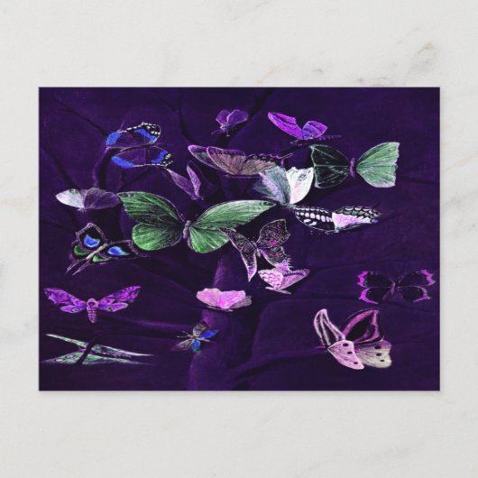 Carte Postale Papillons Sur Violet (Devant)