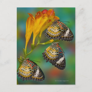 Carte Postale Papillons tropicaux Leopard Lacewing (Cethosia