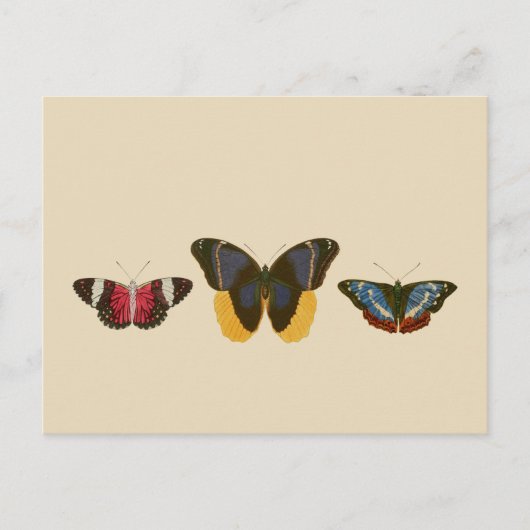 Carte Postale Papillons vintages (Devant)