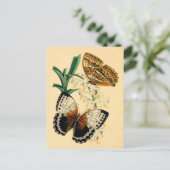 Carte Postale Papillons vintages (Debout devant)