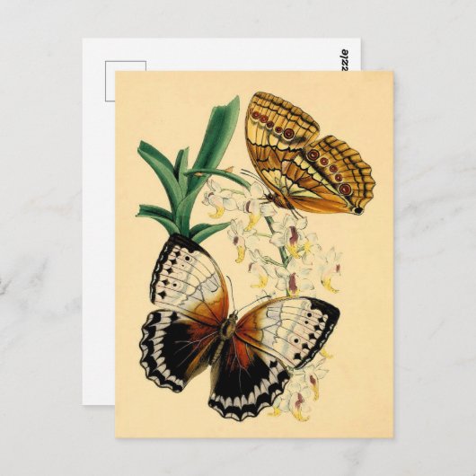 Carte Postale Papillons vintages (Devant / Derrière)