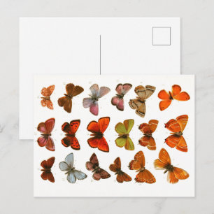 Carte Postale Papillons vintages et papillons de nuit