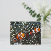 Carte Postale Papouasie-Nouvelle-Guinée, deux faux anémérites cl (Debout devant)