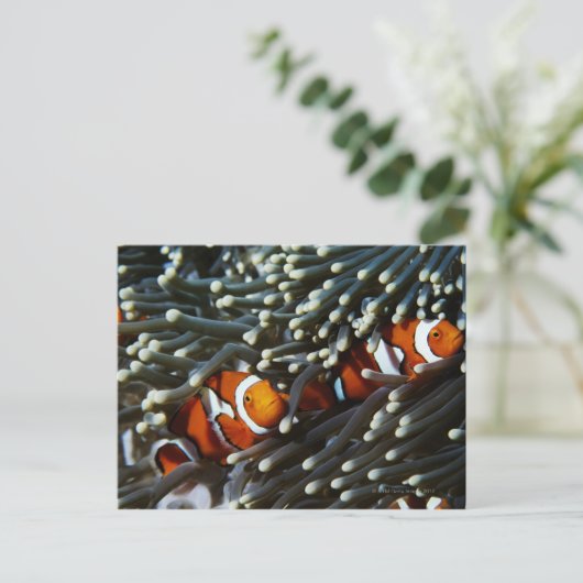 Carte Postale Papouasie-Nouvelle-Guinée, deux faux anémérites cl (Debout devant)