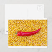 Carte Postale Paprika sur le maïs (Devant / Derrière)
