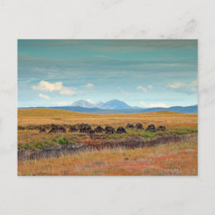 Carte Postale Paps de Jura depuis Islay, Écosse