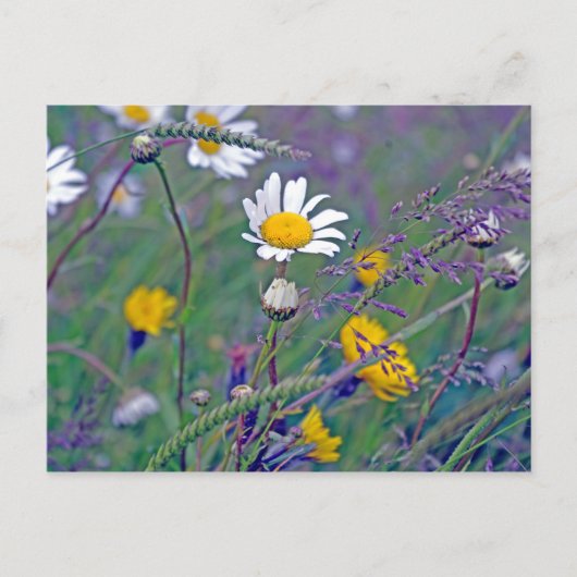 Carte Postale pâquerette dans le champ (Devant)