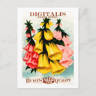 Carte Postale Paquet de semences Foxglove Digitalis
