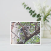 Carte Postale paquet koala (Debout devant)