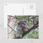 Carte Postale paquet koala (Devant / Derrière)