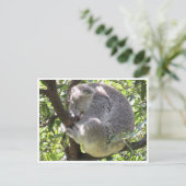 Carte Postale paquet koala (Debout devant)