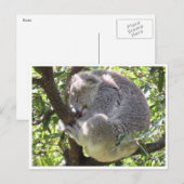 Carte Postale paquet koala (Devant / Derrière)