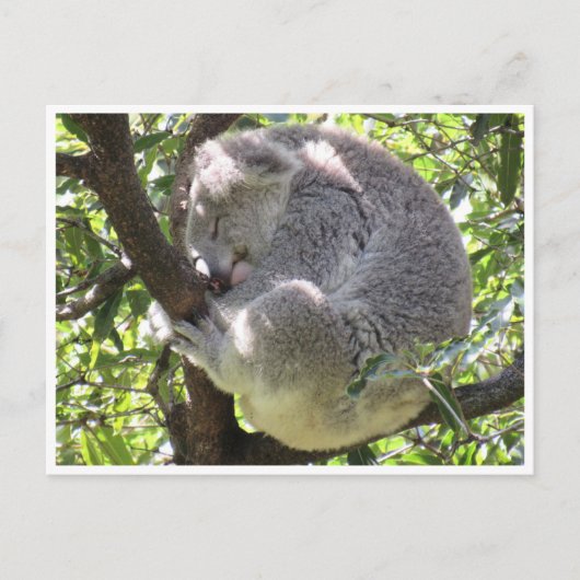 Carte Postale paquet koala (Devant)