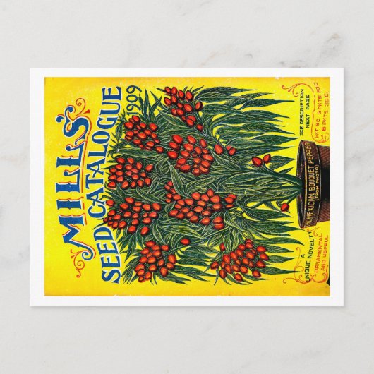 Carte Postale Paquets de semences. (Devant)