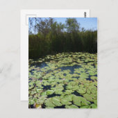 Carte Postale Paquets Lily extérieurs (Devant / Derrière)