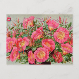 Carte Postale Paquets vintages de semences Cartes, Postage et Ca